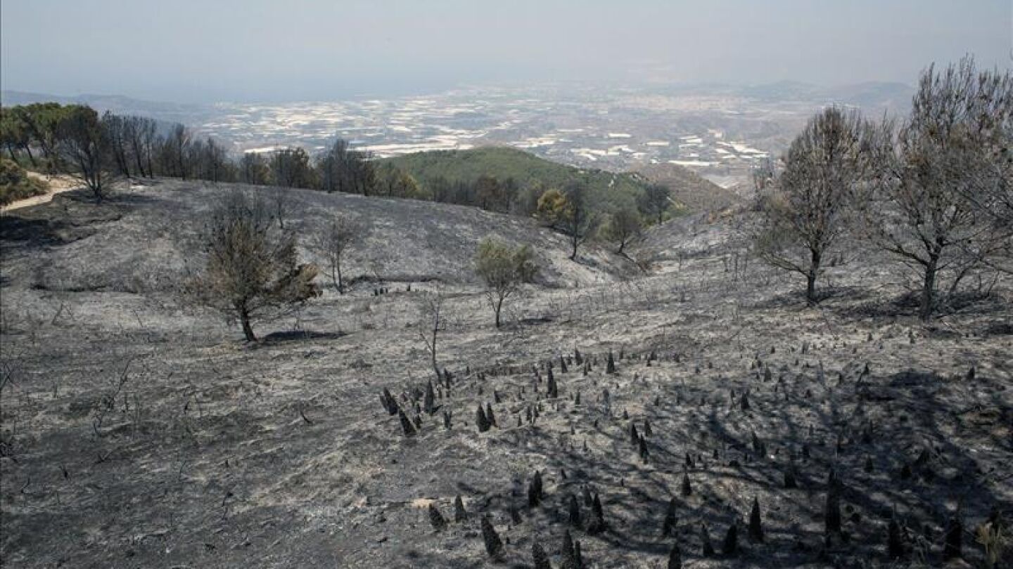 Zona afectada por el incendio en la Sierra de L&uacute;jar (Granada).