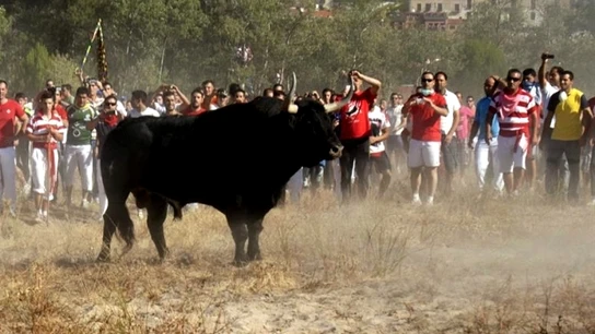 Imagen de 'El Toro de la Vega' Imagen de 'El Toro de la Vega'