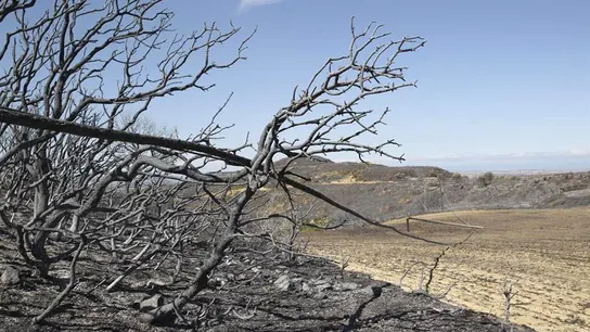 Zona afectada por el incendio de Cinco Villas, en Zaragoza Zona afectada por el incendio de Cinco Villas, en Zaragoza