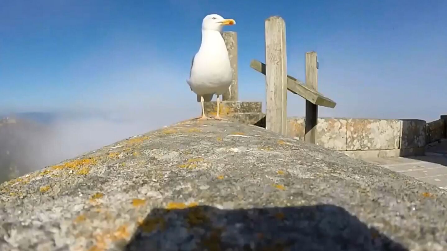 Gaviota roba GoPro