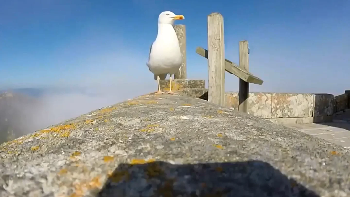 Gaviota roba GoPro Gaviota roba GoPro