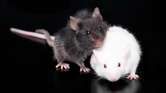 Ratones en la UAB Ratones en la UAB