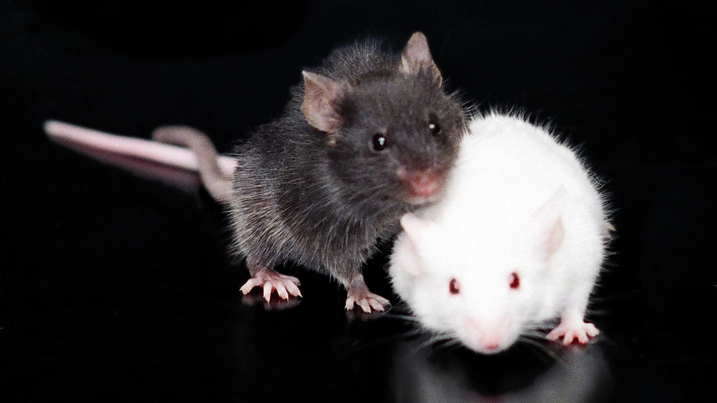 Ratones en la UAB Ratones en la UAB