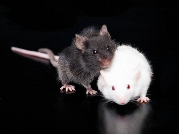 Ratones en la UAB Ratones en la UAB