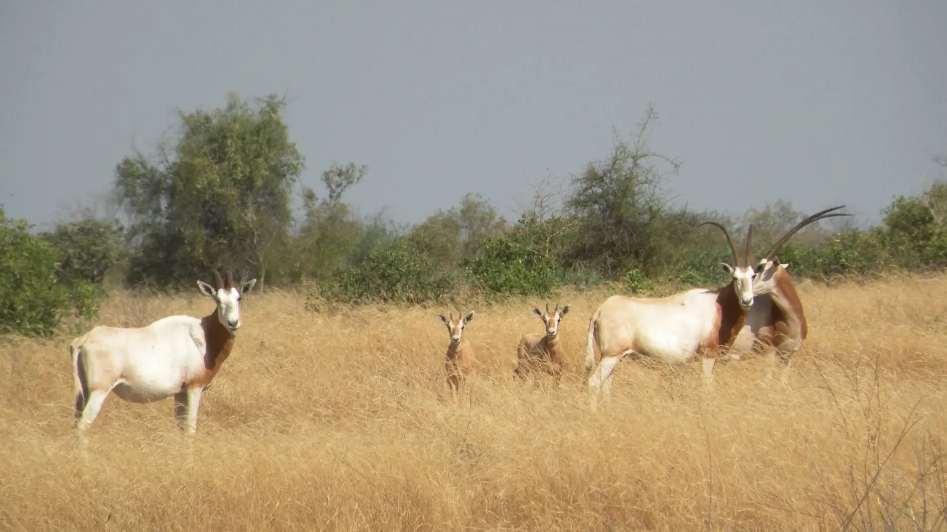 Oryx de cuernos de cimitarra en la reser