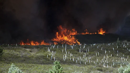Llamas del incendio forestal de Quintana Llamas del incendio forestal de Quintana