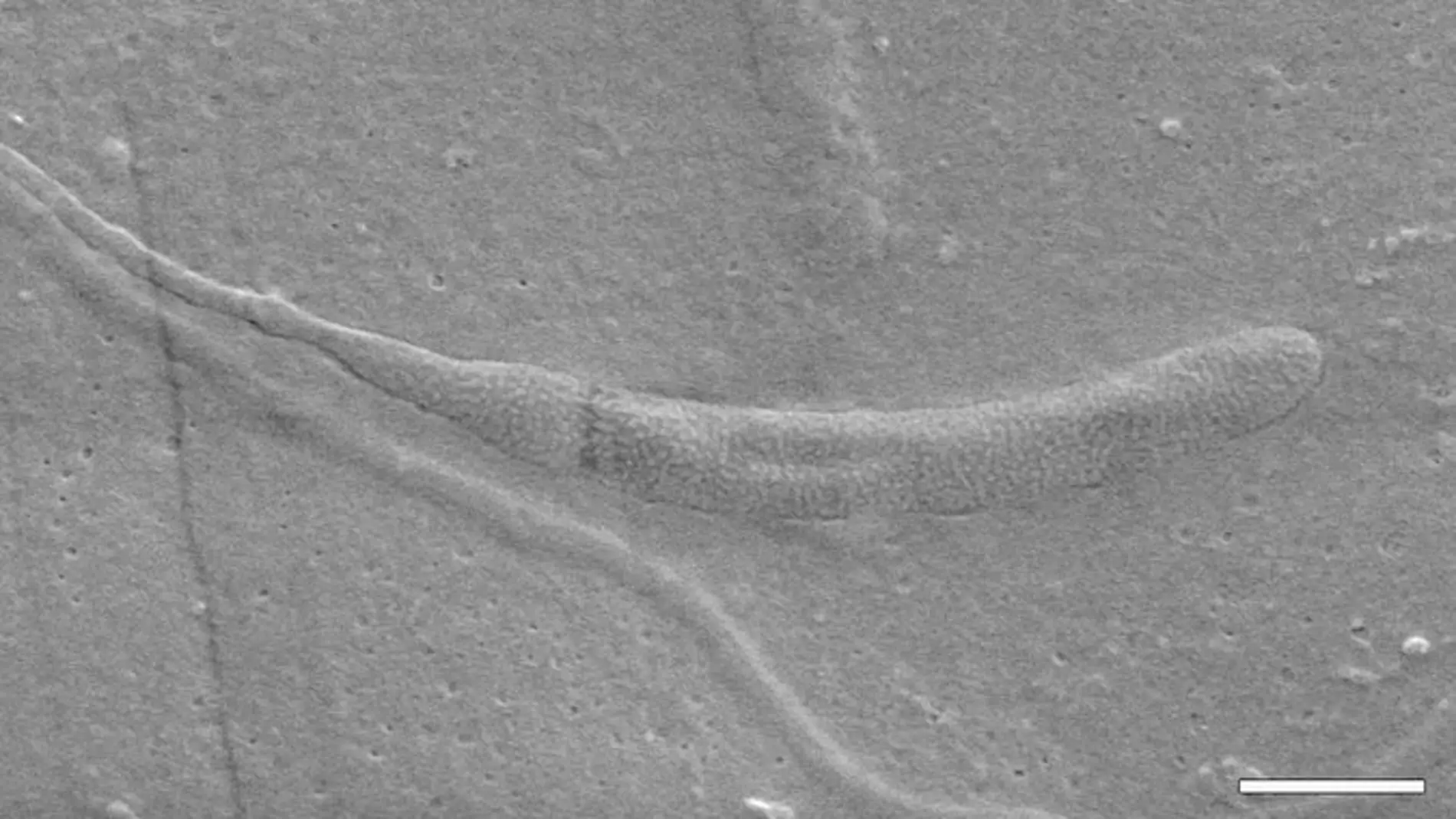 Fósil de esperma de gusano en la Antártida