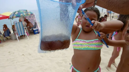 La plaga de medusas llega a la costa mediterránea La plaga de medusas llega a la costa mediterránea