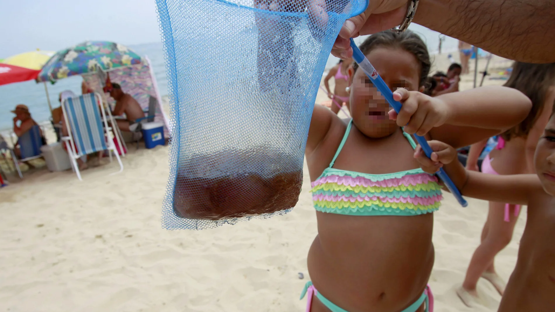 La plaga de medusas llega a la costa mediterránea