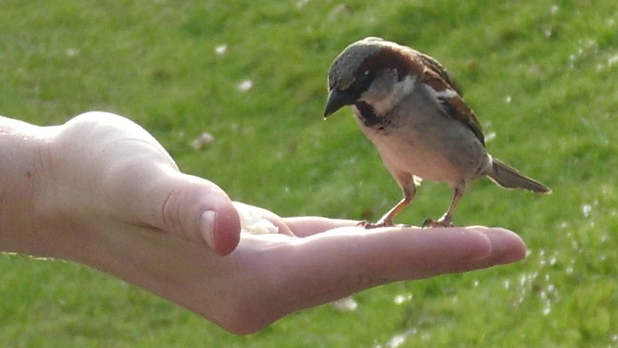 Humano alimentando gorrión