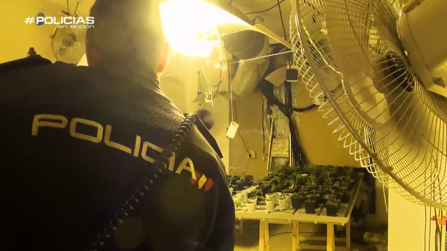 La polic&iacute;a encuentra una plantaci&oacute;n de 'mar&iacute;a'