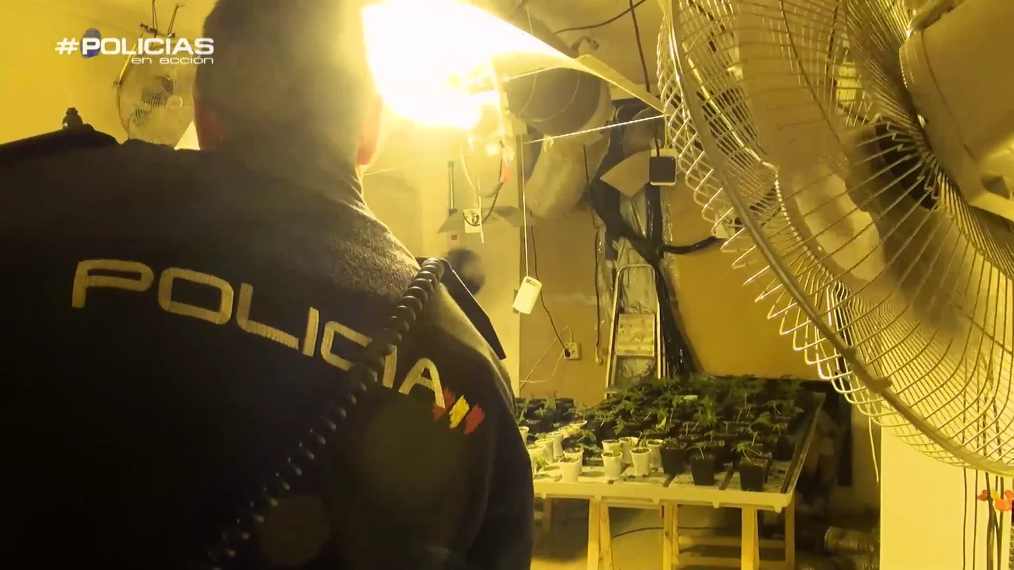 La policía encuentra una plantación de 'maría' La policía encuentra una plantación de 'maría'