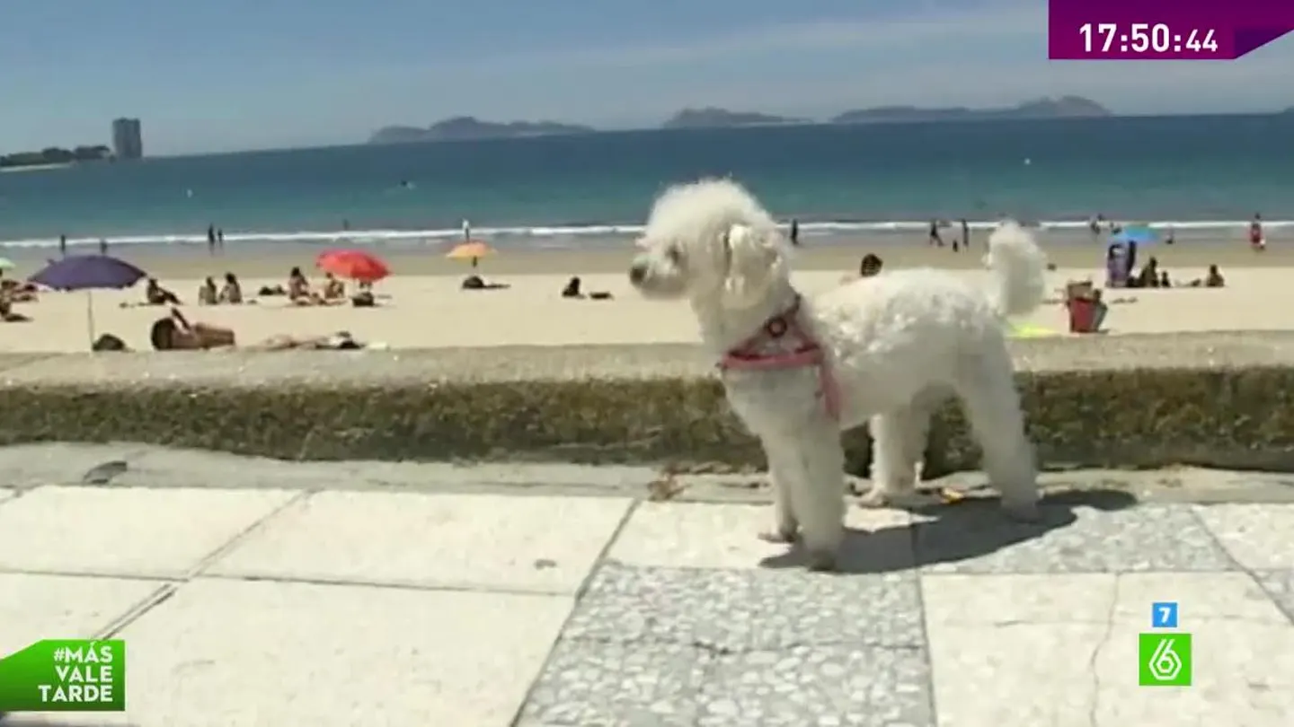 Más de 6.000 personas piden habilitar una playa para el baño canino en Vigo Más de 6.000 personas piden habilitar una playa para el baño canino en Vigo