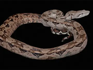 Una boa constrictor puede acabar con un ratón en seis segundos Una boa constrictor puede acabar con un ratón en seis segundos