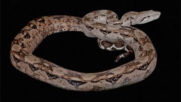 Una boa constrictor puede acabar con un ratón en seis segundos