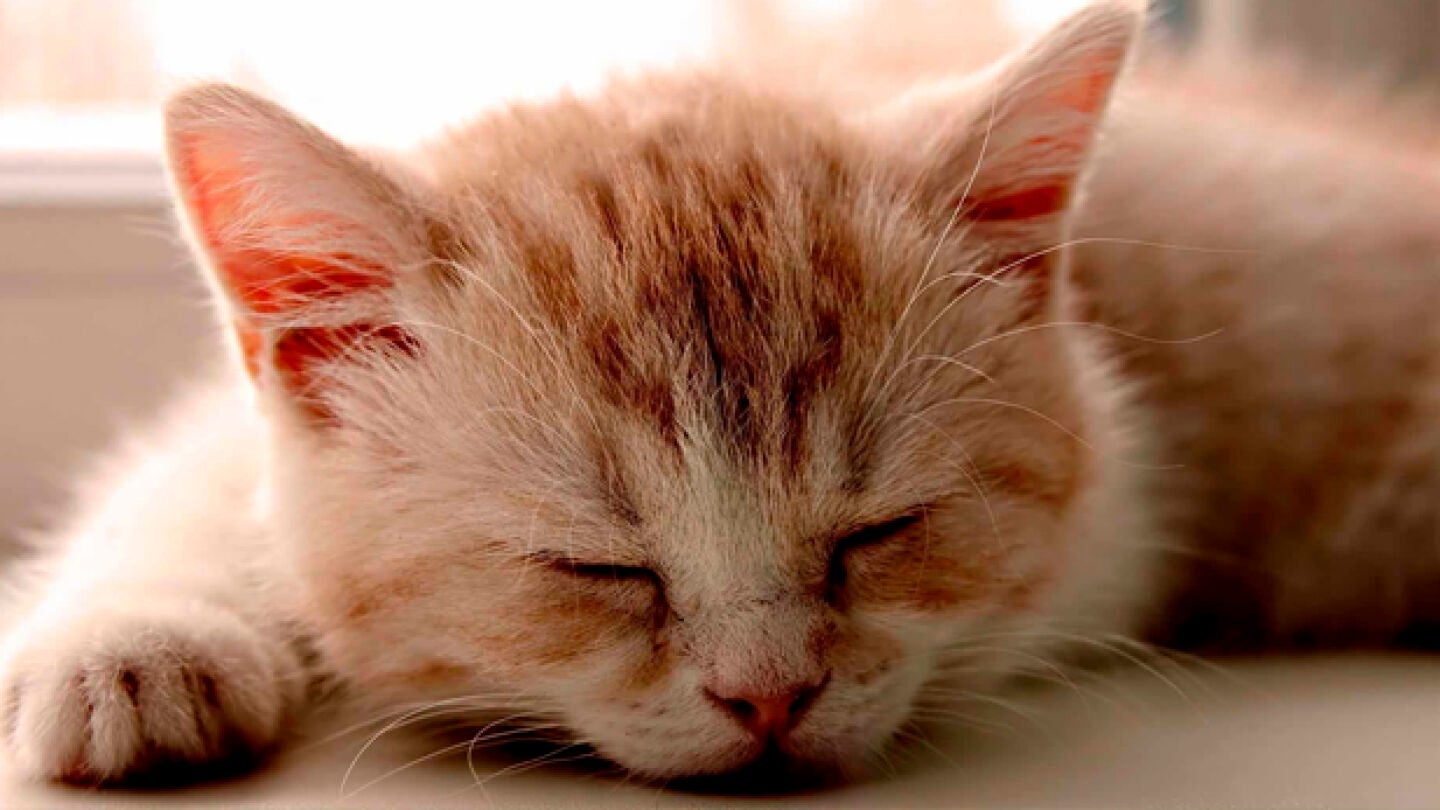 Gato durmiendo