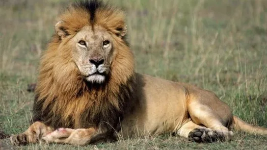 Imagen de un león en África Imagen de un león en África