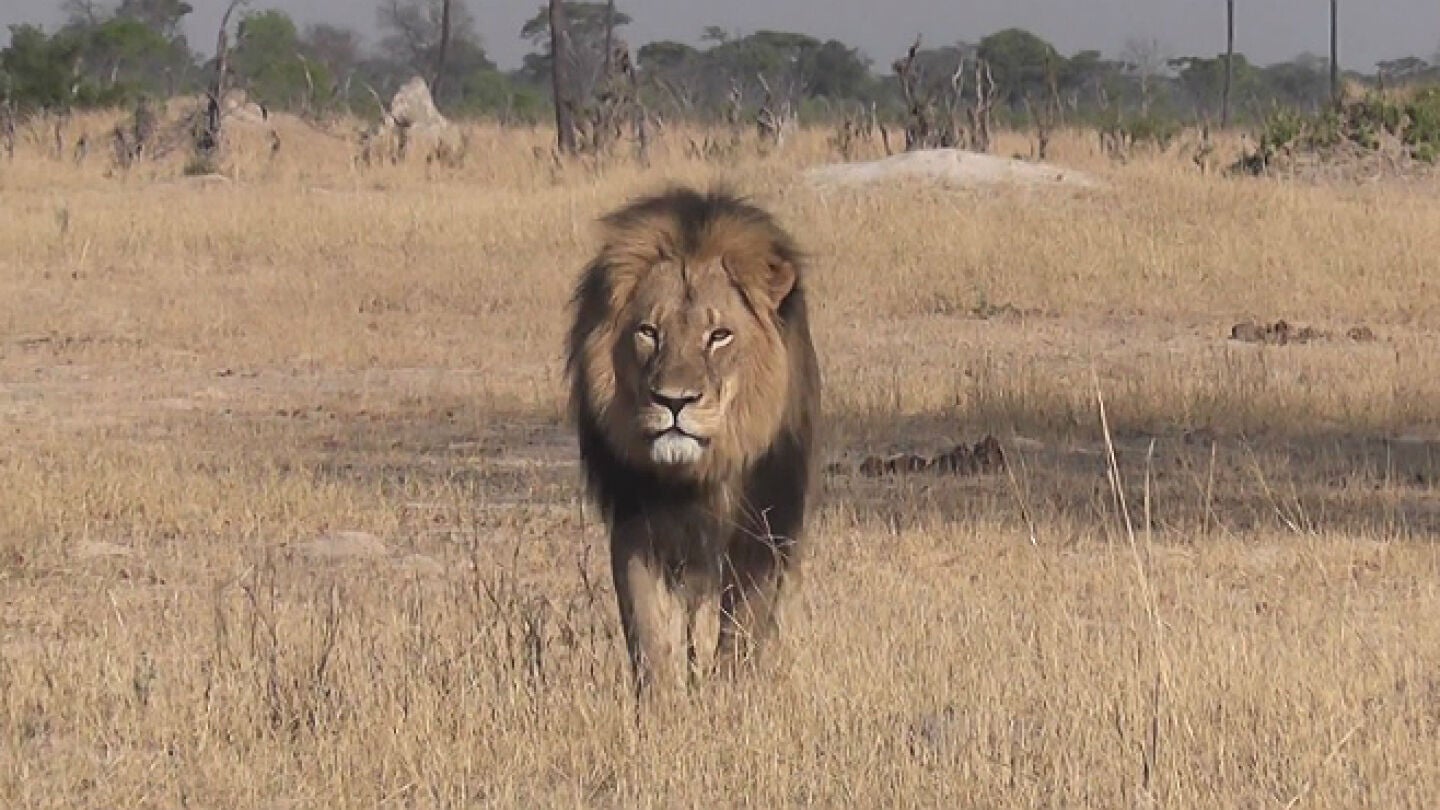 El famoso le&oacute;n, Cecil