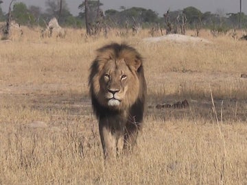 El famoso león, Cecil El famoso león, Cecil