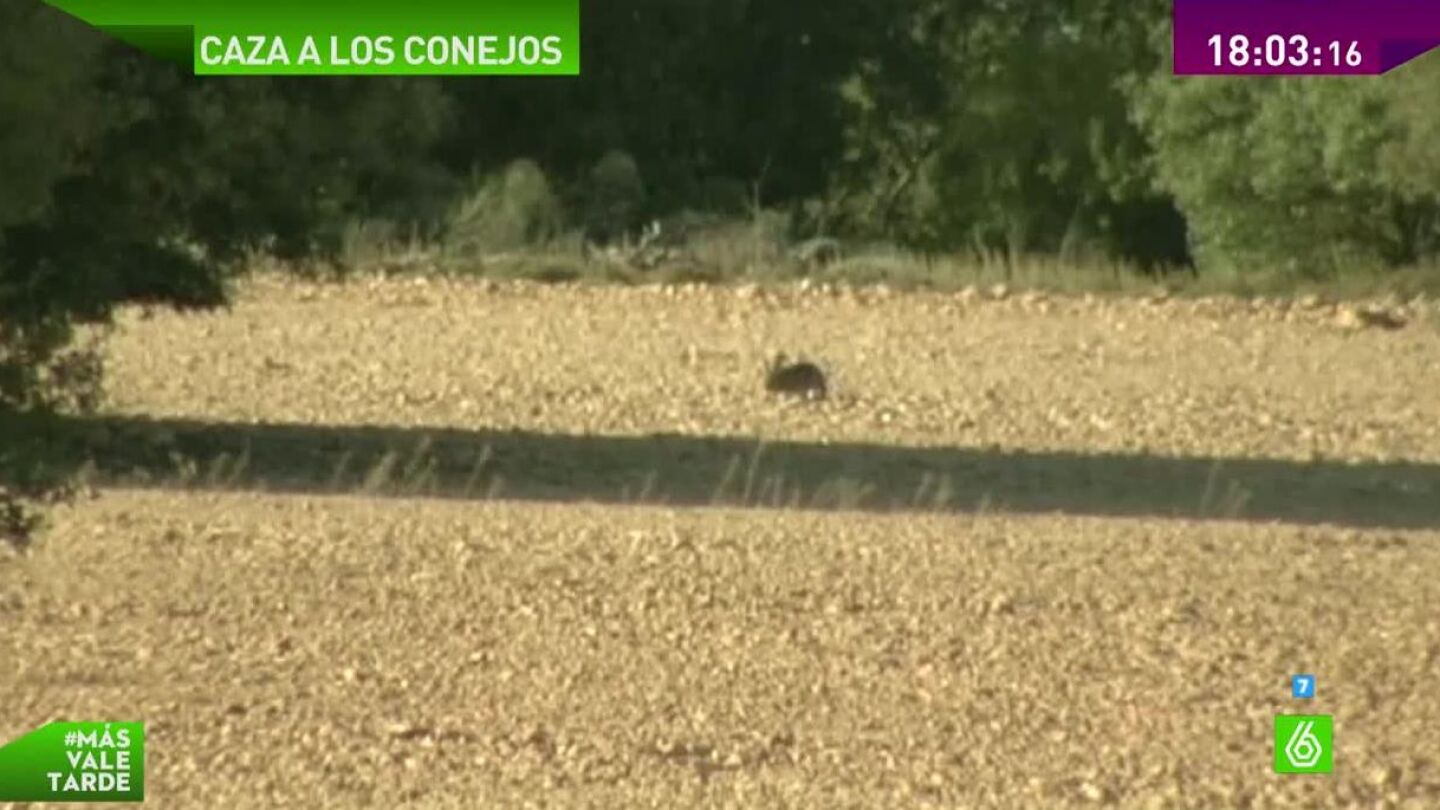 Plaga de conejos en Quintanar de la Orden, Toledo