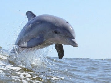 Existen muchas evidencias del infanticidio en delfines