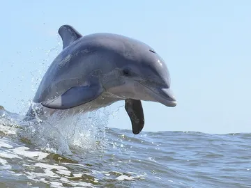 Existen muchas evidencias del infanticidio en delfines Existen muchas evidencias del infanticidio en delfines