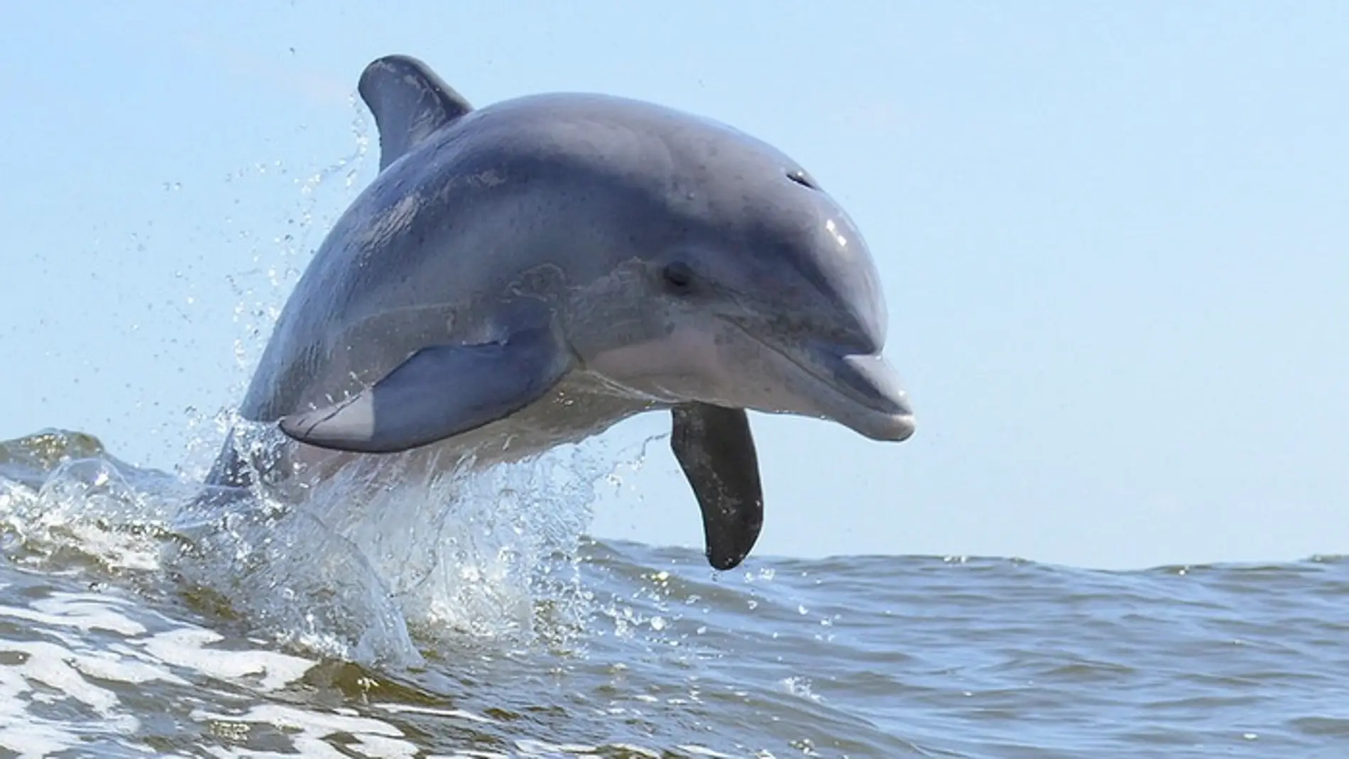 Existen muchas evidencias del infanticidio en delfines