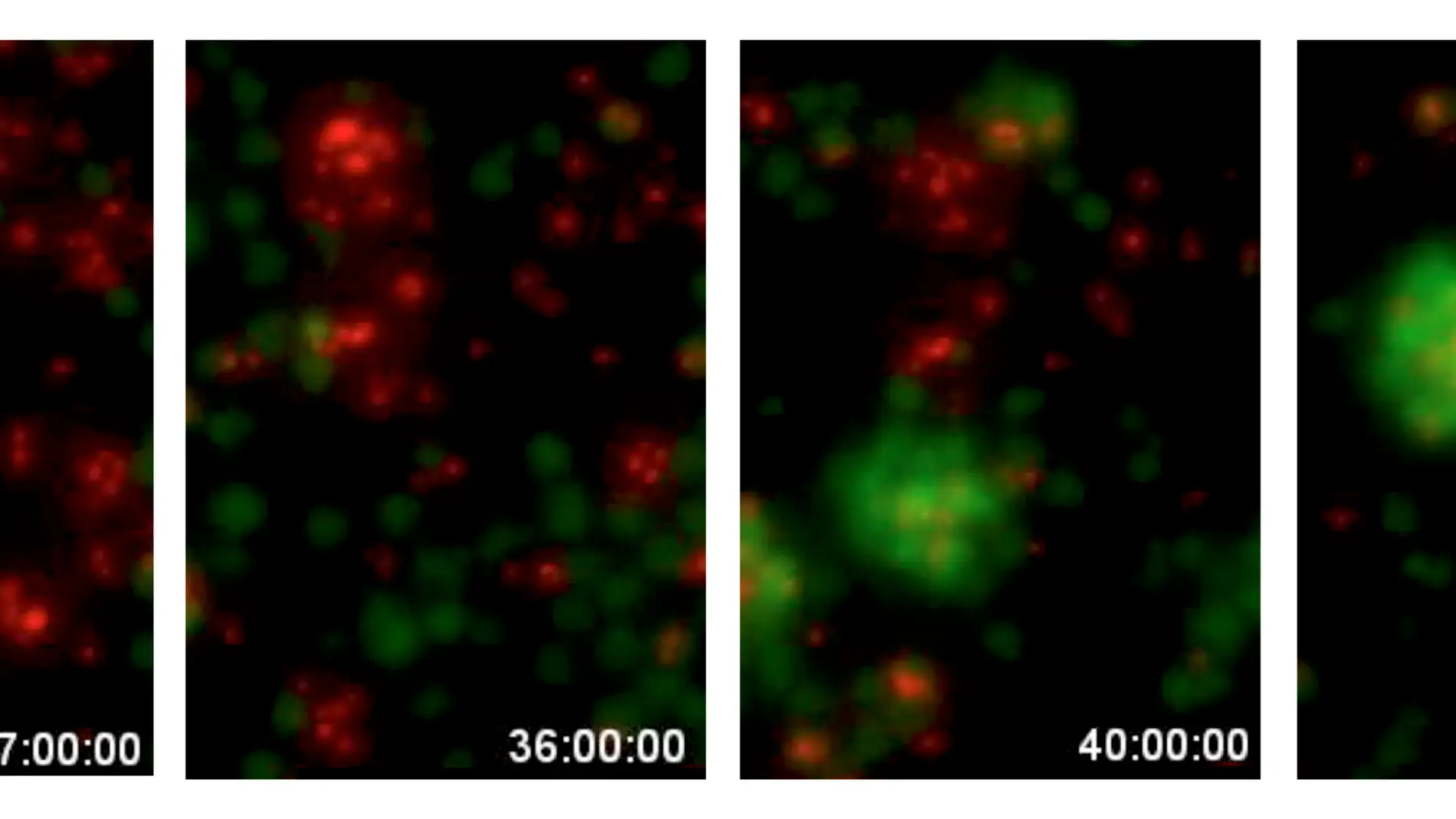 TimeLapse_Transdifferentiation_TGraf
