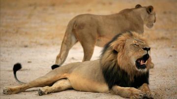 Cecil, el león más famoso de Zimbabue, cazado por un estadounidense