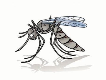 Cómo ganar la batalla al mosquito zumbón de las noches de verano