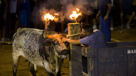 Un mozo mientras corta las cuerdas para soltar al toro Un mozo mientras corta las cuerdas para soltar al toro