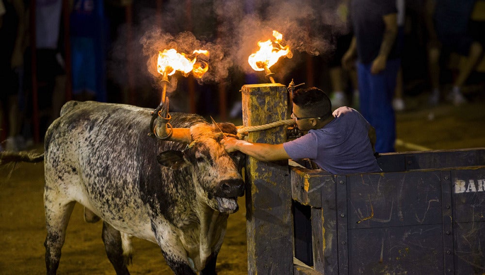 Un mozo mientras corta las cuerdas para soltar al toro