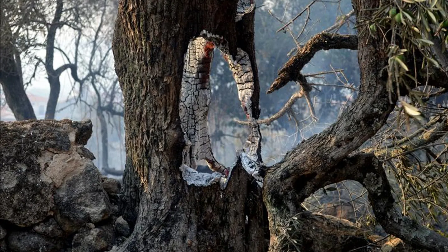 El incendio forestal de la Sierra de Gata cacereña llega a su tercer día sin control El incendio forestal de la Sierra de Gata cacereña llega a su tercer día sin control