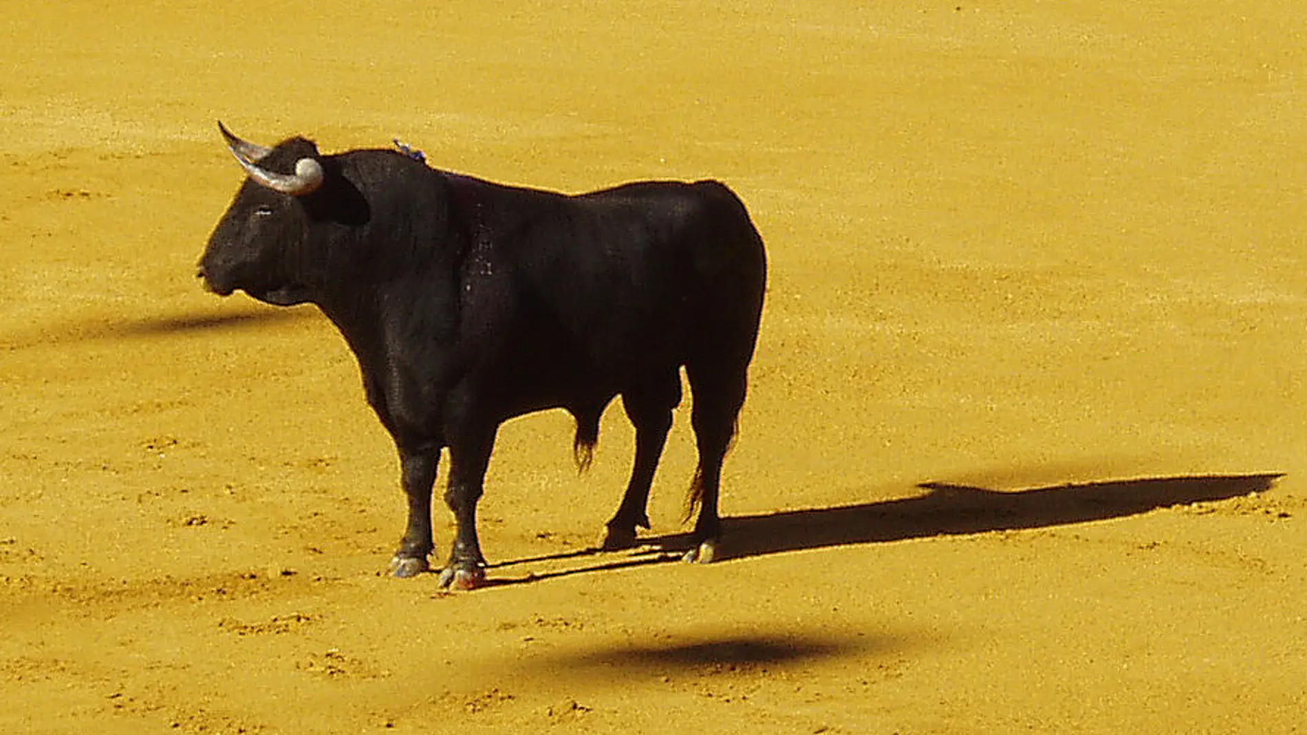 Toro de lidia