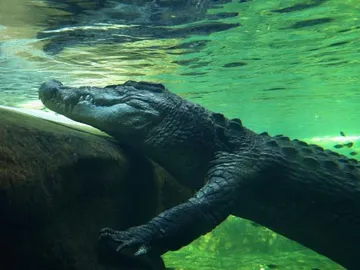 Los cocodrilos sí lloran Los cocodrilos sí lloran