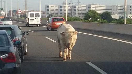 Una vaca corta la circulación en la V30 Una vaca corta la circulación en la V30