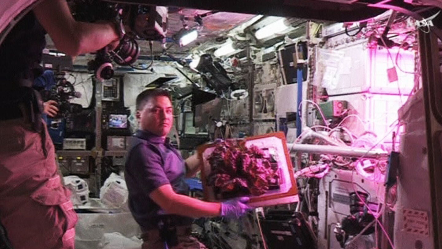 Astronauta con la lechuga 