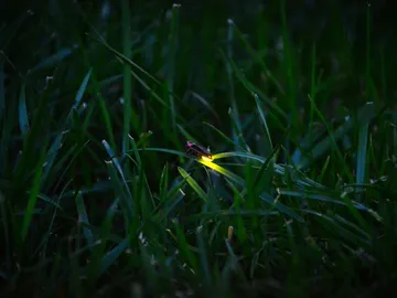 Una luciérnaga Una luciérnaga