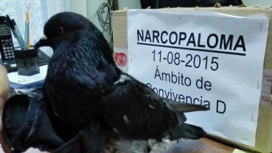Narcopaloma capturada en Costa Rica Narcopaloma capturada en Costa Rica