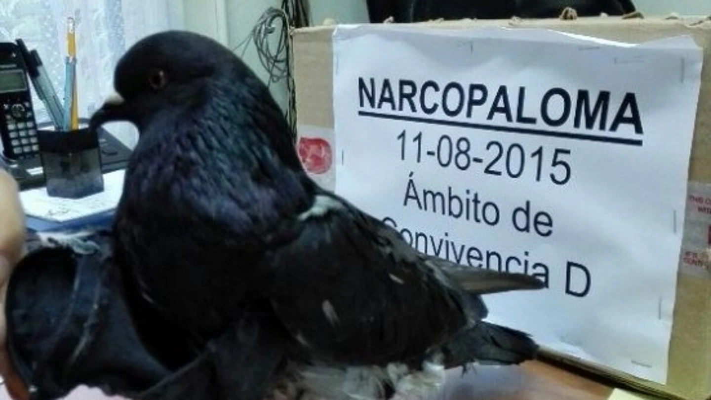 Narcopaloma capturada en Costa Rica Narcopaloma capturada en Costa Rica