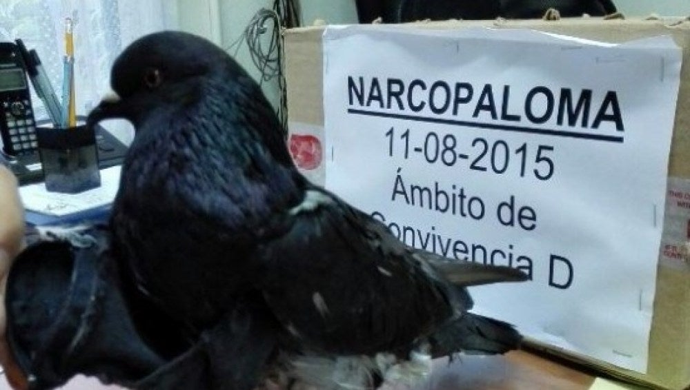 Narcopaloma capturada en Costa Rica