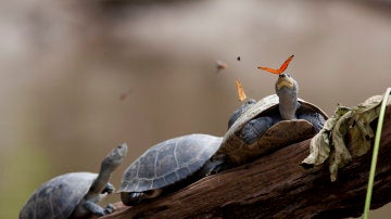¿Sabías que las mariposas beben de las lágrimas de las tortugas?