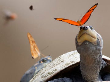 ¿Sabías que las mariposas beben de las lágrimas de las tortugas?