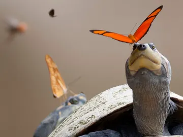 ¿Sabías que las mariposas beben de las lágrimas de las tortugas? ¿Sabías que las mariposas beben de las lágrimas de las tortugas?