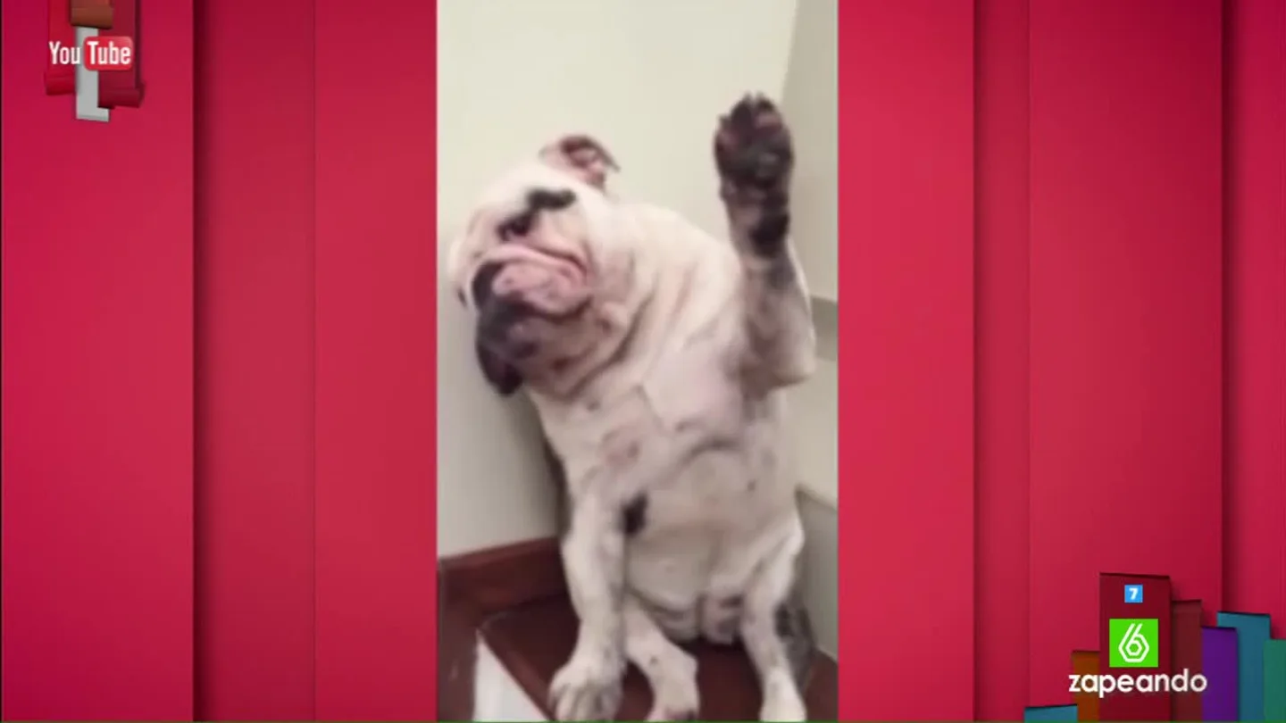 El perro más honesto del mundo confiesa lo que ha hecho El perro más honesto del mundo confiesa lo que ha hecho