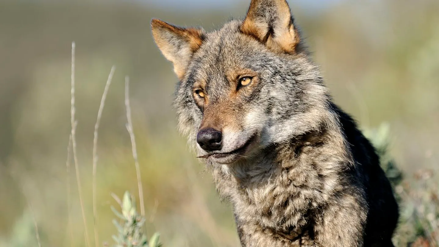 Lobo ibérico Lobo ibérico