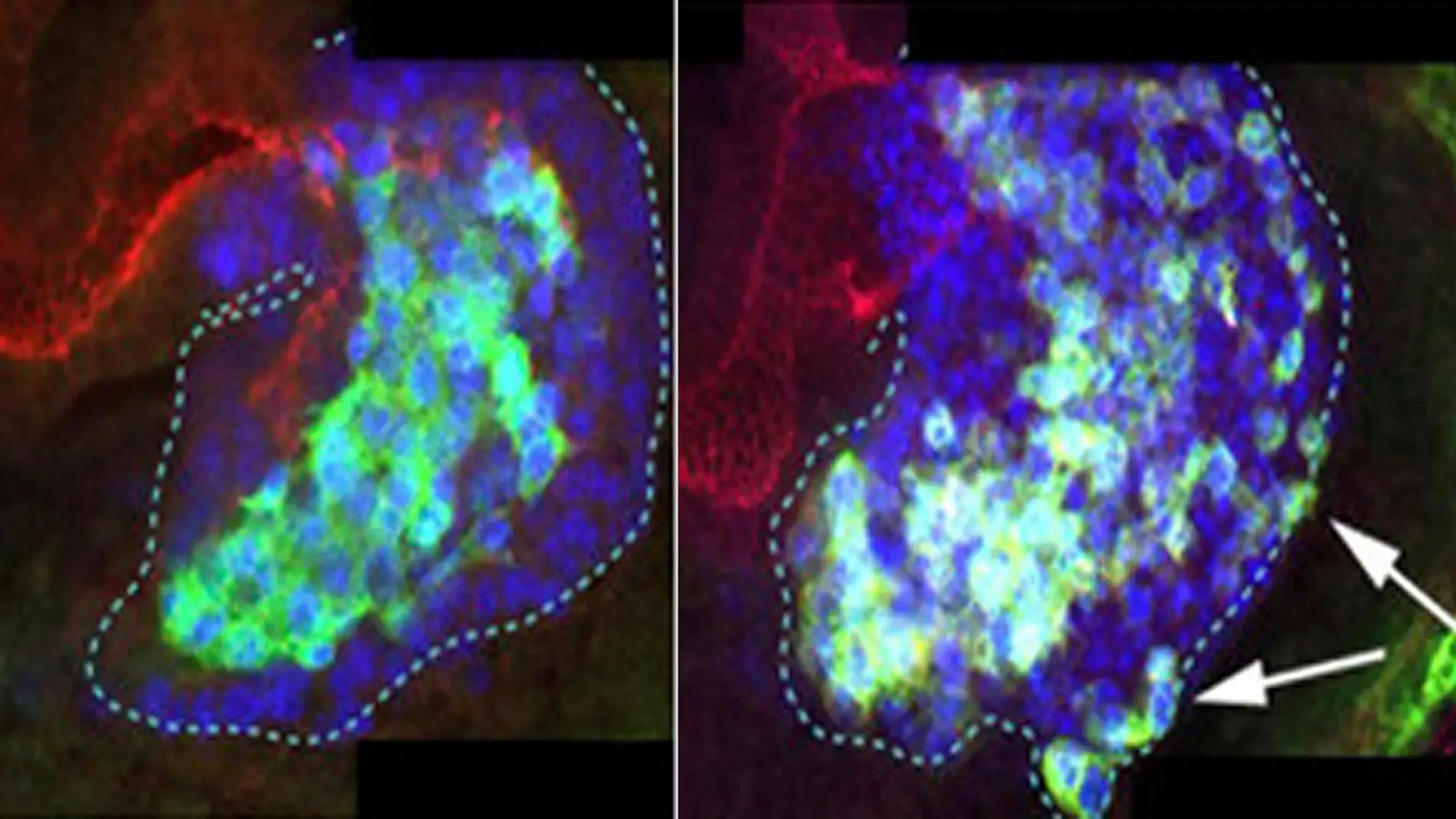 En un embrión de Drosophila en desarroll