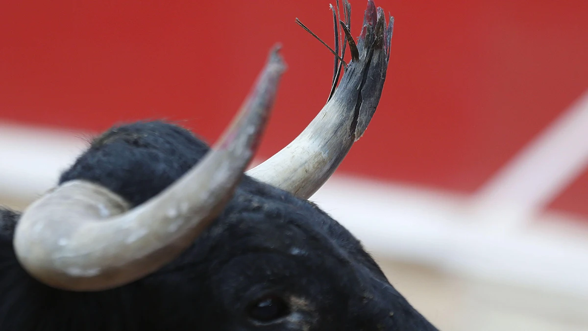 Cuernos de un toro