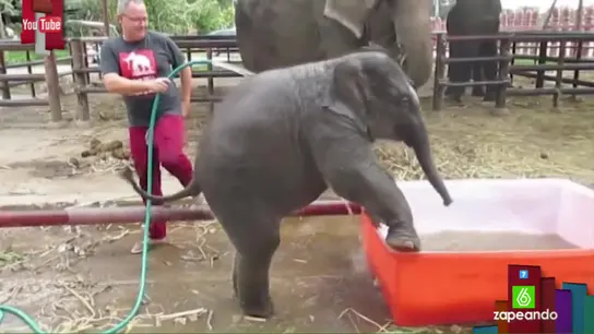 Un bebé elefante trata de bañarse en un barreño pese a sufrir algunas dificultades Un bebé elefante trata de bañarse en un barreño pese a sufrir algunas dificultades