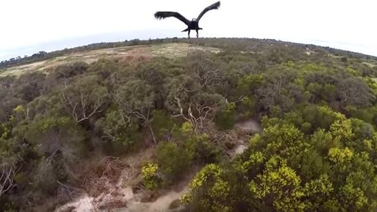 Un &aacute;guila derriba un dron